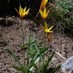 Fotografía Tulipa sylvestris subsp. australis (3 de 3)
