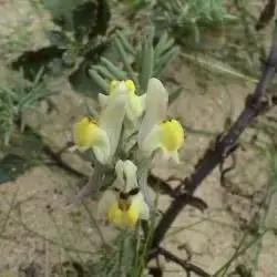 Linaria polygalifolia