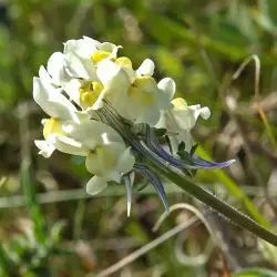 Linaria supina subsp. maritima (1 de 3)