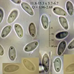 Sclerotinia ficariae Rehm (2 de 3)