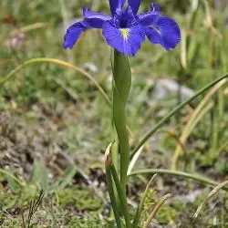 Iris latifolia (3 de 3)