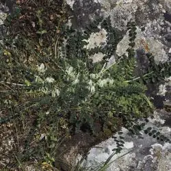 Astragalus depressus (1 de 2)