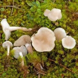 Clitocybe leucodiatreta