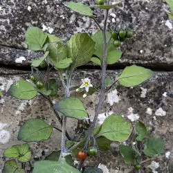 Fotografía Solanum villosum (2 de 3)