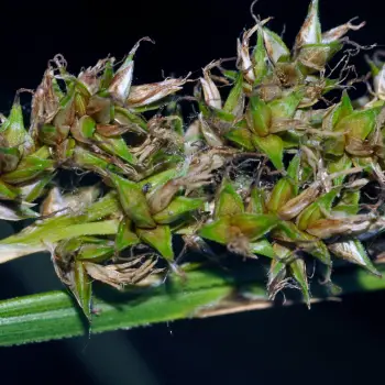 Fotografía Carex paniculata subsp. lusitanica (6 de 6)