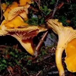 Gallery Cantharellus cibarius y Laccaria fraterna