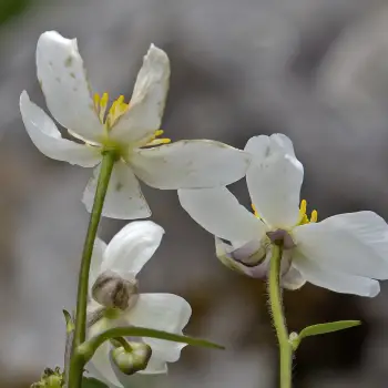 Ranunculus aconitifolius (2 de 2)