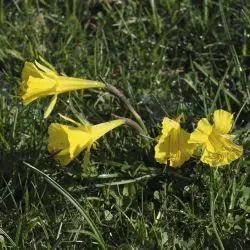 Narcissus bulbocodium subps nivalis (1 de 2)
