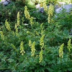 Aconitum vulparia subsp. neapolitanum