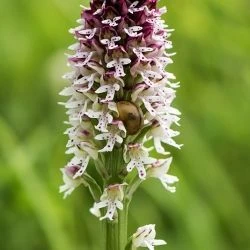 Orchis ustulata