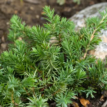 Juniperus conferta 