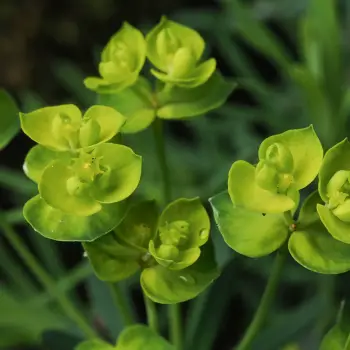 Euphorbia cyparissias (3 de 3)