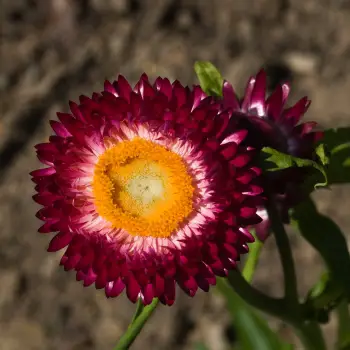 Helichrysum bracteatum (3 de 5)