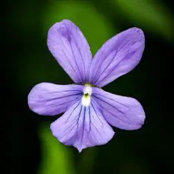 Viola cornuta (3 de 3)