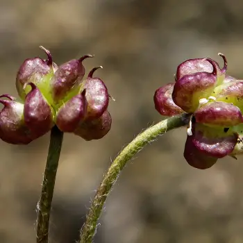 Ranunculus seguieri subsp. cantabricus (3 de 3)