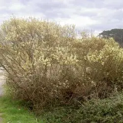 Fotografía Salix caprea (3 de 3)