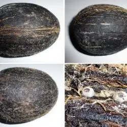 Cocos nucifera (3 de 3)