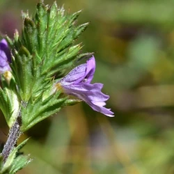 Euphrasia pectinata