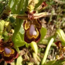 Ophrys speculum subsp. speculum (2 de 3)