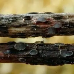 Pyrenopeziza petiolaris Massee (1 de 2)
