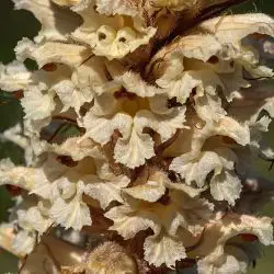 Fotografía Orobanche amethystea subsp. amethystea (3 de 3)