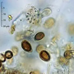 Ganoderma lucidum (Curtis) P. Karst. (2 de 3)