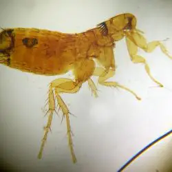 Palaeopsylla minor