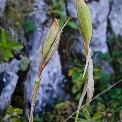 Iris latifolia (1 de 3)