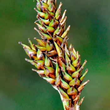 Carex lachenalii (2 de 4)