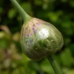 Fotografía Allium vineale