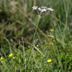 Fotografía Laserpitium prutenicum subsp. dufourianum (1 de 3)