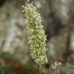 Koeleria albescens (2 de 2) 