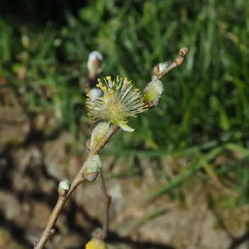 Salix foetida (6 de 6)