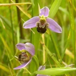 Ophrys apifera (3 de 3)
