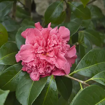 Camellia japonica 'Madame Martin Cachet' (2 de 2)