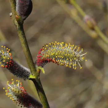 Salix purpurea (1 de 4)