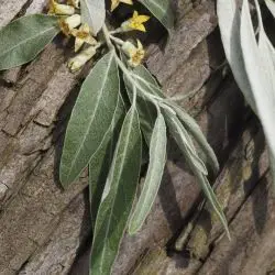 Elaeagnus angustifolia (2 de 3)