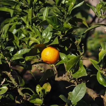 Citrus aurantium 'Macrophylla'