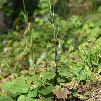 Alliaria petiolata (1 de 3)