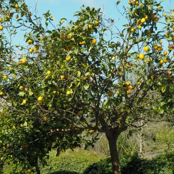 Citrus limon 'Eureka' (1 de 4)