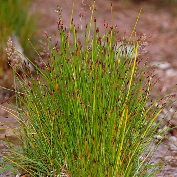 Eleocharis quinqueflora (3 de 4)
