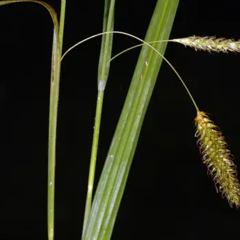 Carex laevigata (3 de 6)
