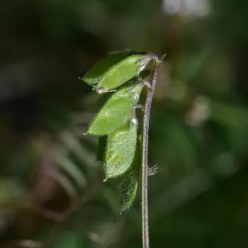Vicia hirsuta (4 de 4)