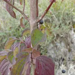 Cornus sanguinea, Cornejo (1 de 2)