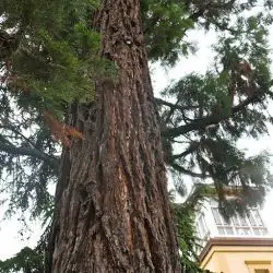 Sequoia (2 de 2)