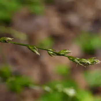 Carex divulsa (2 de 2)
