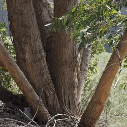 Eucalyptus delegatensis (1 de 3)