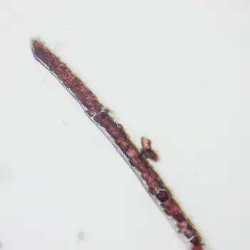 Polyneura bonnemaisonii (3 de 3)