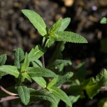 Salvia nemorosa