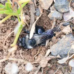 Fotografía Andrena cineraria (1 de 2)